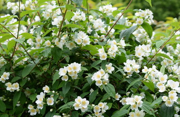 Jasmine flowers in a garden. Natural background with green leaf and white jasmine flowers on a bush. 