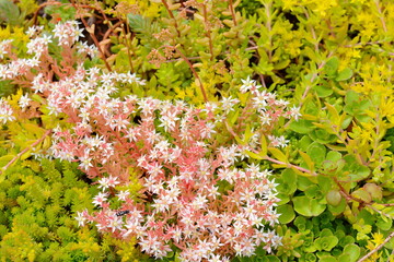 White Stonecrop - Sedum - a succulent plant.