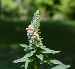Wild flower blossoming as a background 