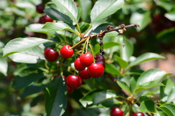 Ripe cherries hanging from a cherry tree branch. 