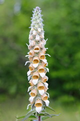 Wild flower blossoming as a background 