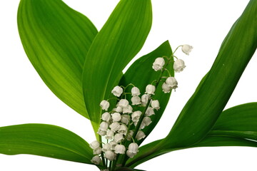 Lilly of the valley flowers and leaves bouquet isolated on white background
