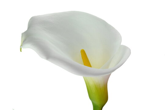 White calla lily isolated on white background