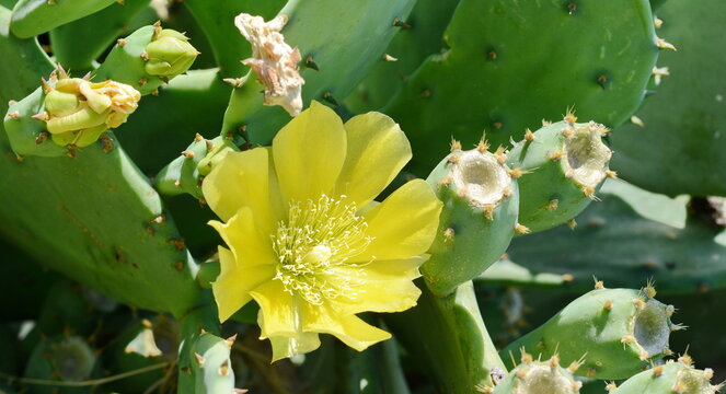 yellow flowers, three of which are in bloom, sprout from the edge of a prickly pear cactus pad.