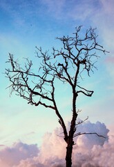 dry tree in the sky