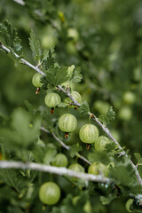 bush of green gooseberries on a branch