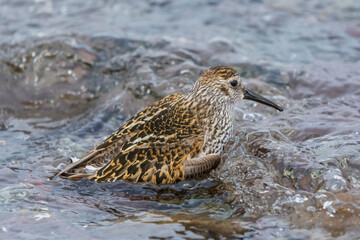Dunlin - Calidris alpina - standing in water. Photo from Nesseby at Varanger Penisula in Norway.