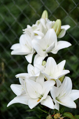beautiful flowers white lilies