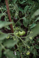 a bed of green tomatoes on a branch