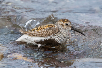 Dunlin - Calidris alpina - standing in water. Photo from Nesseby at Varanger Penisula in Norway.