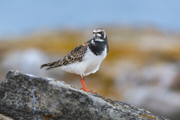 Ruddy turnstone - Arenaria interpres - standing on stone with brown blue background. Photo from Ekkeroy at Varanger Penisula in Norway.