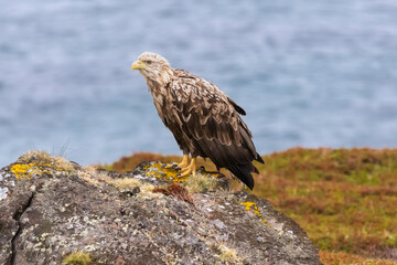 White tailed eagle - Haliaeetus albicilla - standing on stone with blue water of Barents Sea in background. Photo from Ekkeroy in Norway.