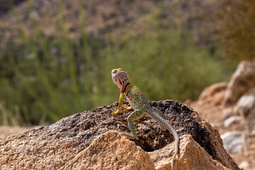 Collared lizard, Crotaphytus collaris, basking on a boulder in the Sonoran Desert landscape in the foothills of the Catalina Mountains. Beautiful, colorful reptile. Pima County, Arizona, USA.