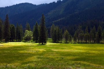Green Alpine Meadow In Soft Sunlight With Mountain Forest In The Background