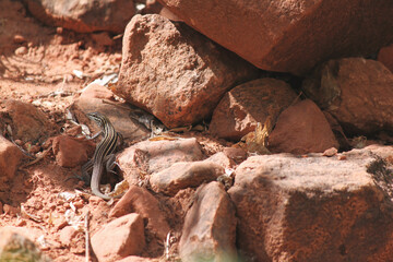 Plateau spotted whiptail Aspidoscelis septemvittatus lizard seen camouflaged among the red rocks in the desert southwest
