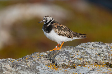 Ruddy turnstone - Arenaria interpres - standing on stone with brown background. Photo from Ekkeroy at Varanger Penisula in Norway.
