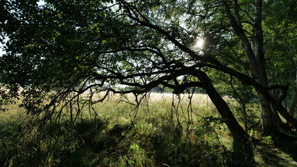 Forrest border sunlight