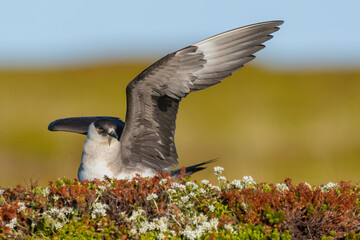Arctic skua - parasitic jaeger - Stercorarius parasiticus - landing with spread wings with colorful...