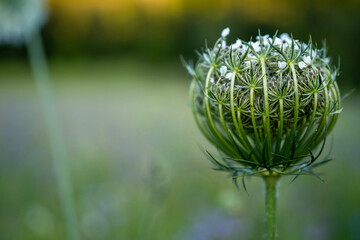 close up of a flower