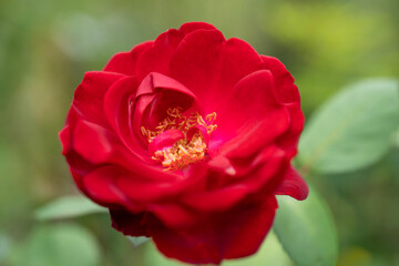 macro of rose