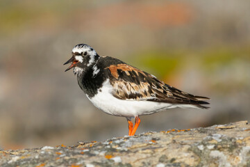 Ruddy turnstone - Arenaria interpres - on stone with dark green background. Photo from Ekkeroy at Varanger Penisula in Norway.