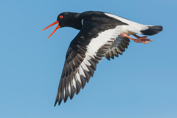 Eurasian oystercatcher (common pied oystercatcher, palaearctic oystercatcher) - Haematopus ostralegus - with spread wings in flight. Photo from Ekkeroy at Varanger Penisula in Norway. - obrazy, fototapety, plakaty
