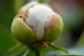 bud of a plant