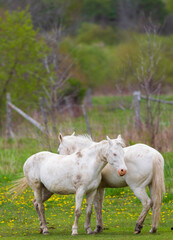 Obraz na płótnie Canvas white horses