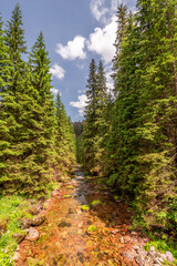 Fototapeta na wymiar Mountain river and trees in Koscieliska valley, Tatras