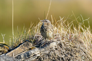  European rock pipit - Anthus petrosus - on the rock on yellow grass background. Photo from Ekkeroy at Varanger Penisula in Norway.