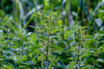 closeup of a male stinging nettle with inflorescence in the sunlight
