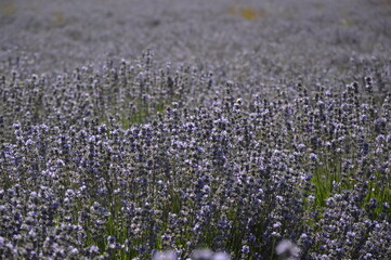 Zoom in a lavenders field