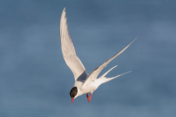Arctic tern - Sterna paradisaea - with spread wings in flight on blue sky background. Photo from Ekkeroy, Varanger Penisula in Norway.