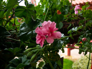 Pelargonium Peltatum, Pink Flowers in the Garden in a Cloudy Day