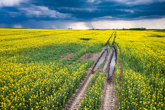 Blooming yellow rape fields in Poland countryside.