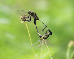 dragonfly on a leaf