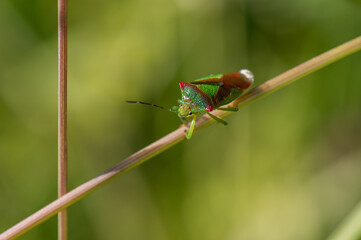Acanthosoma haemorrhoidale - Hawthorn shield bug/Punaise de l'aubépine - Punaise ensanglantée