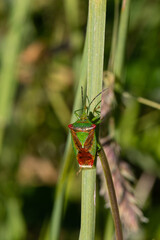 Acanthosoma haemorrhoidale - Hawthorn shield bug/Punaise de l'aubépine - Punaise ensanglantée