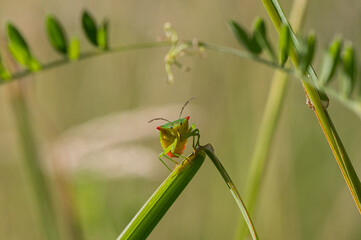 Acanthosoma haemorrhoidale - Hawthorn shield bug/Punaise de l'aubépine - Punaise ensanglantée