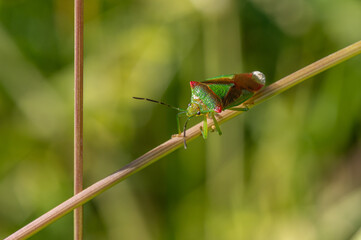 Acanthosoma haemorrhoidale - Hawthorn shield bug/Punaise de l'aubépine - Punaise ensanglantée