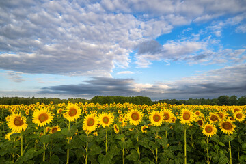 Sunflowers field over blue cloudy sky