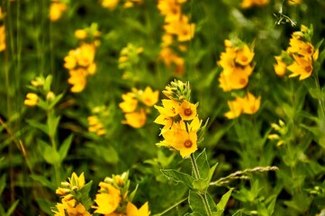 yellow verbnik flower in the home garden