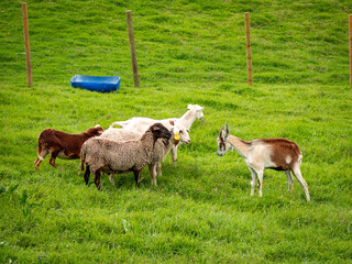 Fototapeta premium A White and Brown Goat Stands in front of a Group of Sheep in a Pasture-filled Fence