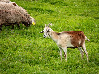 A White and Brown Goat Stars on the Grass and Care the Flock of Sheep