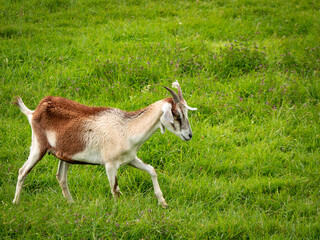 A White and Brown Goat Walking on the Grass