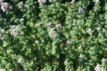 ornamental oregano blossoms in summer
