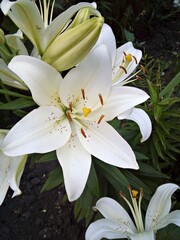 white lilies in the garden