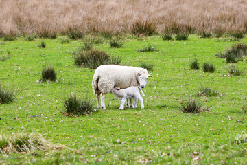 Obraz premium Baby lamb nursing in the green Scottish landscape