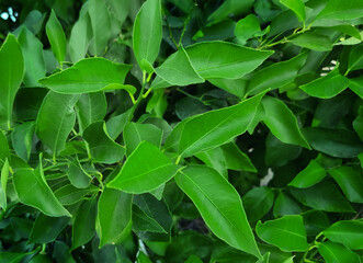 Abstract background of citrus lemon leaves.
