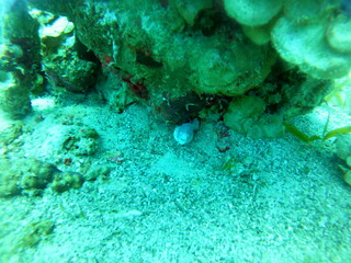 Moray eel Mooray lycodontis undulatus in the Red Sea, Eilat Israel
